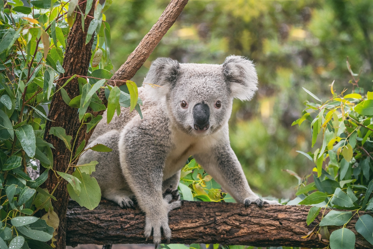 Cute koala bear sitting on a tree