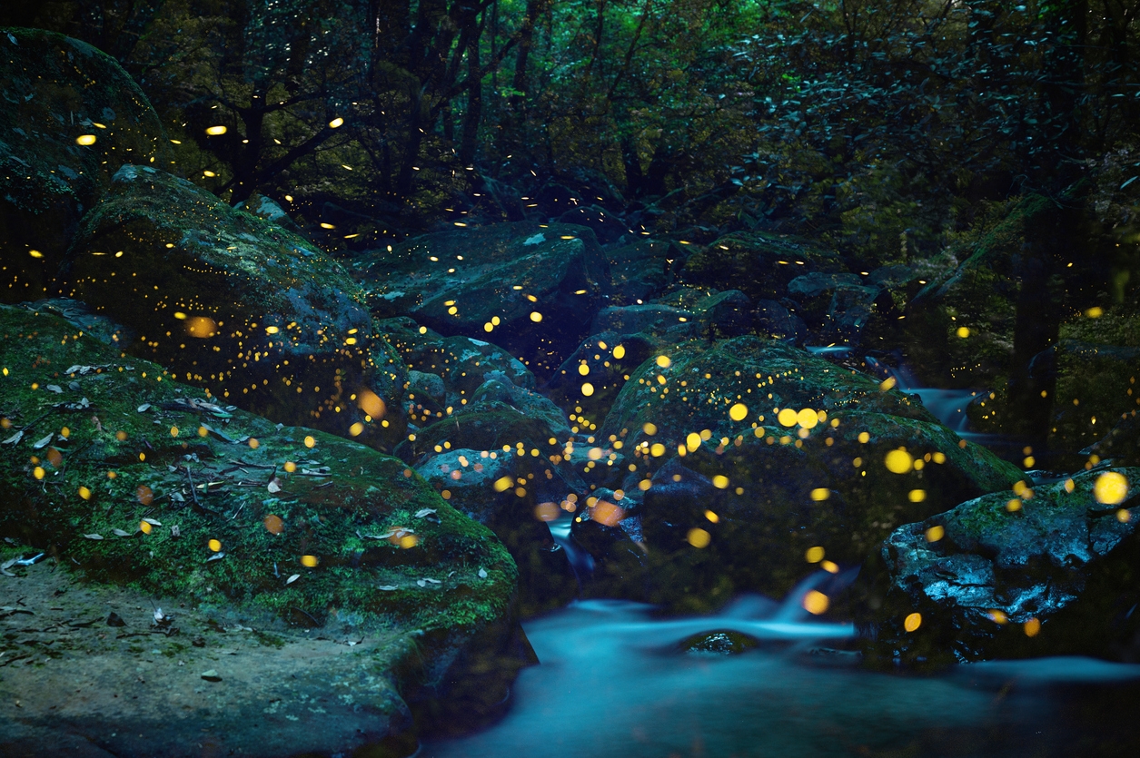Fireflies flying and twinkling