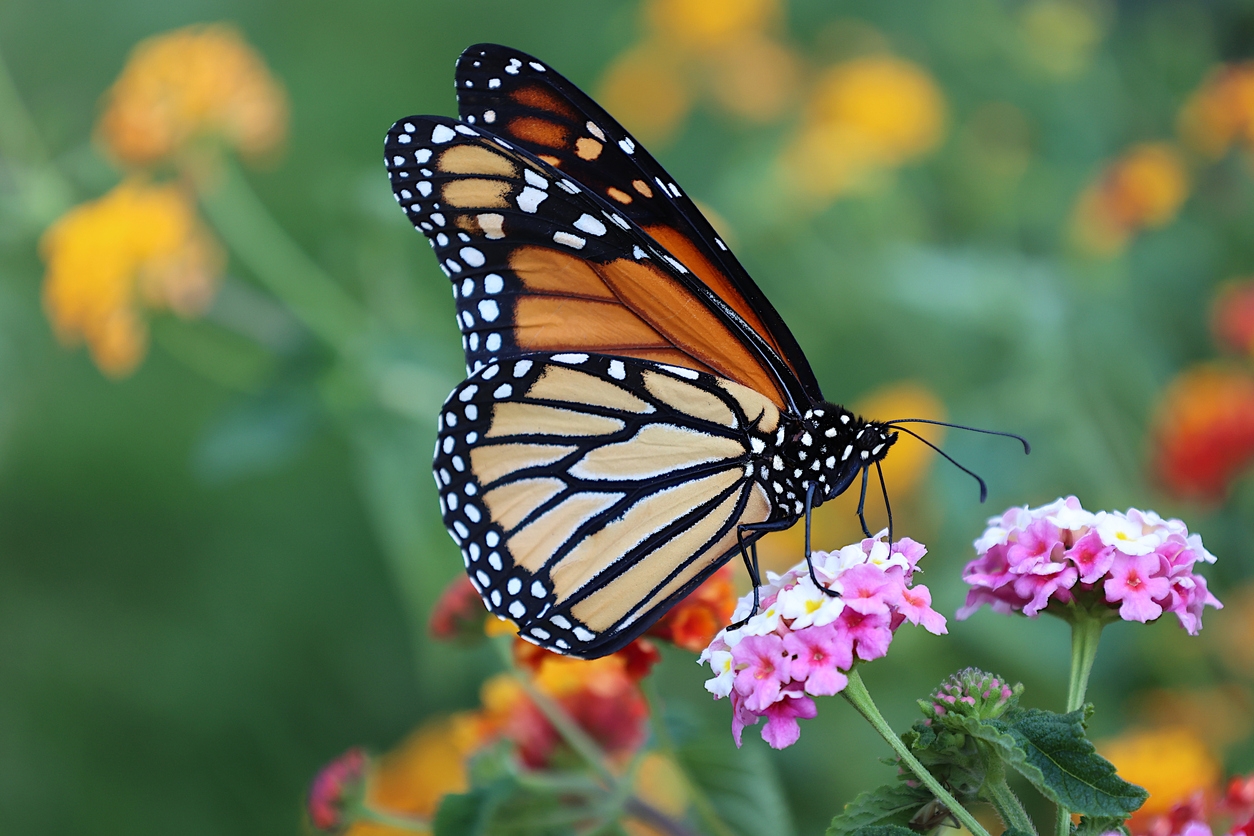a beautiful Monarch butterfly
