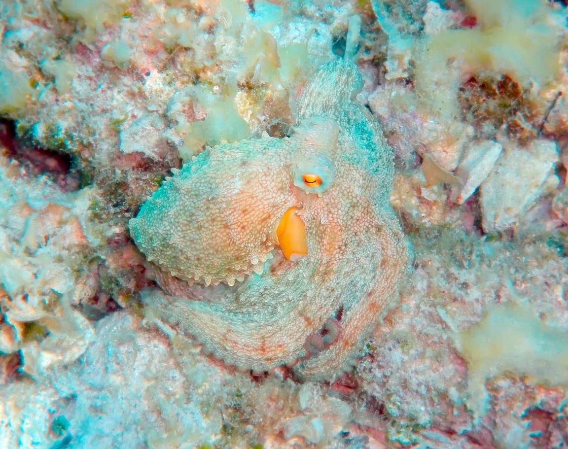 a camouflaged octopus on the sea bed