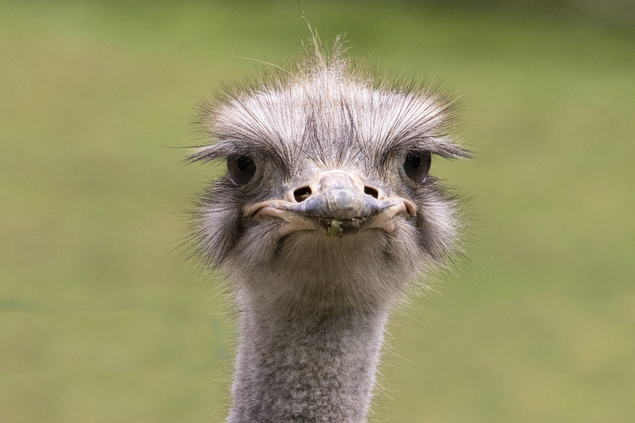 a closeup shot of an ostrich's head