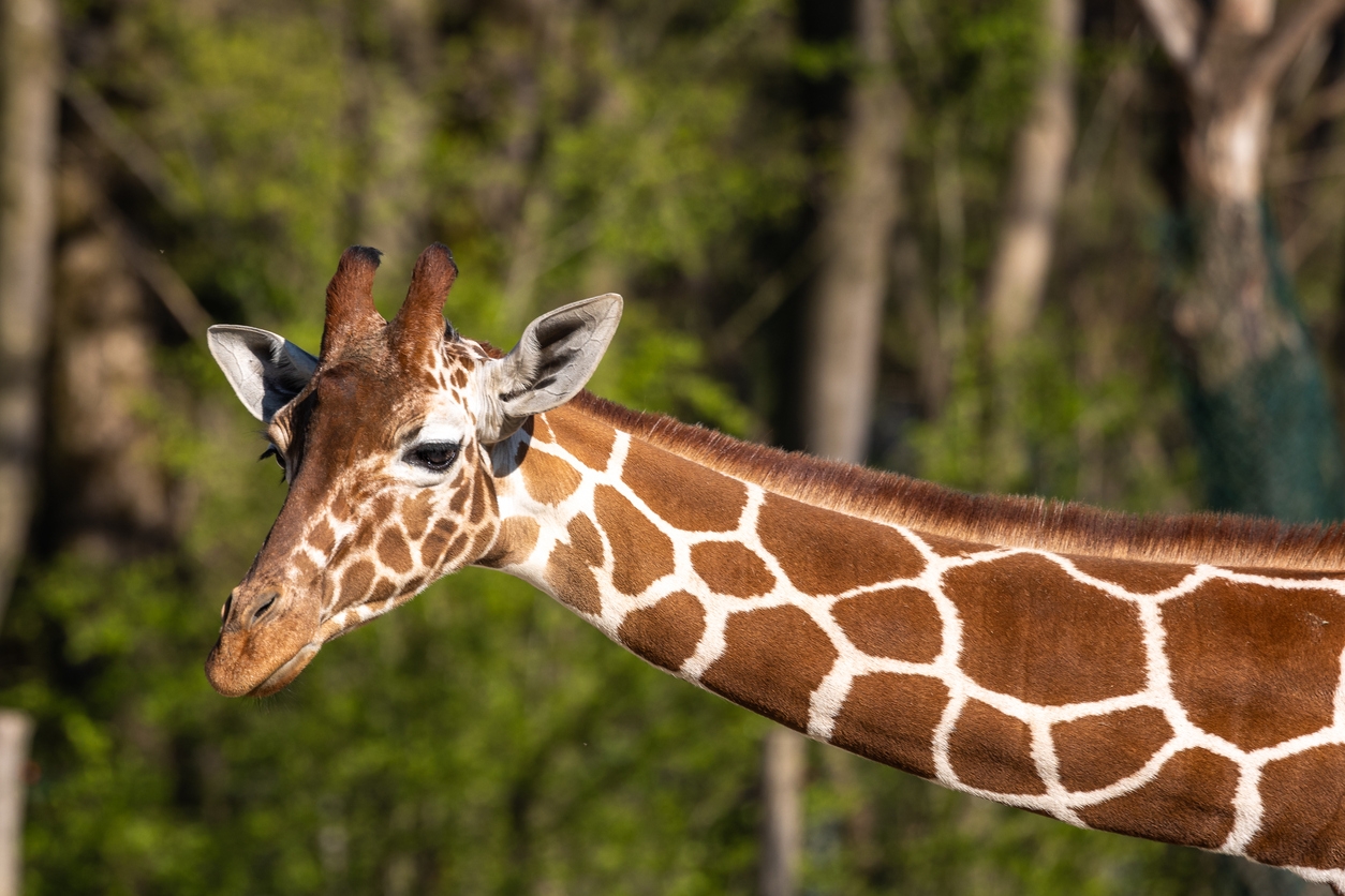 a giraffe peeking curiously at the camera