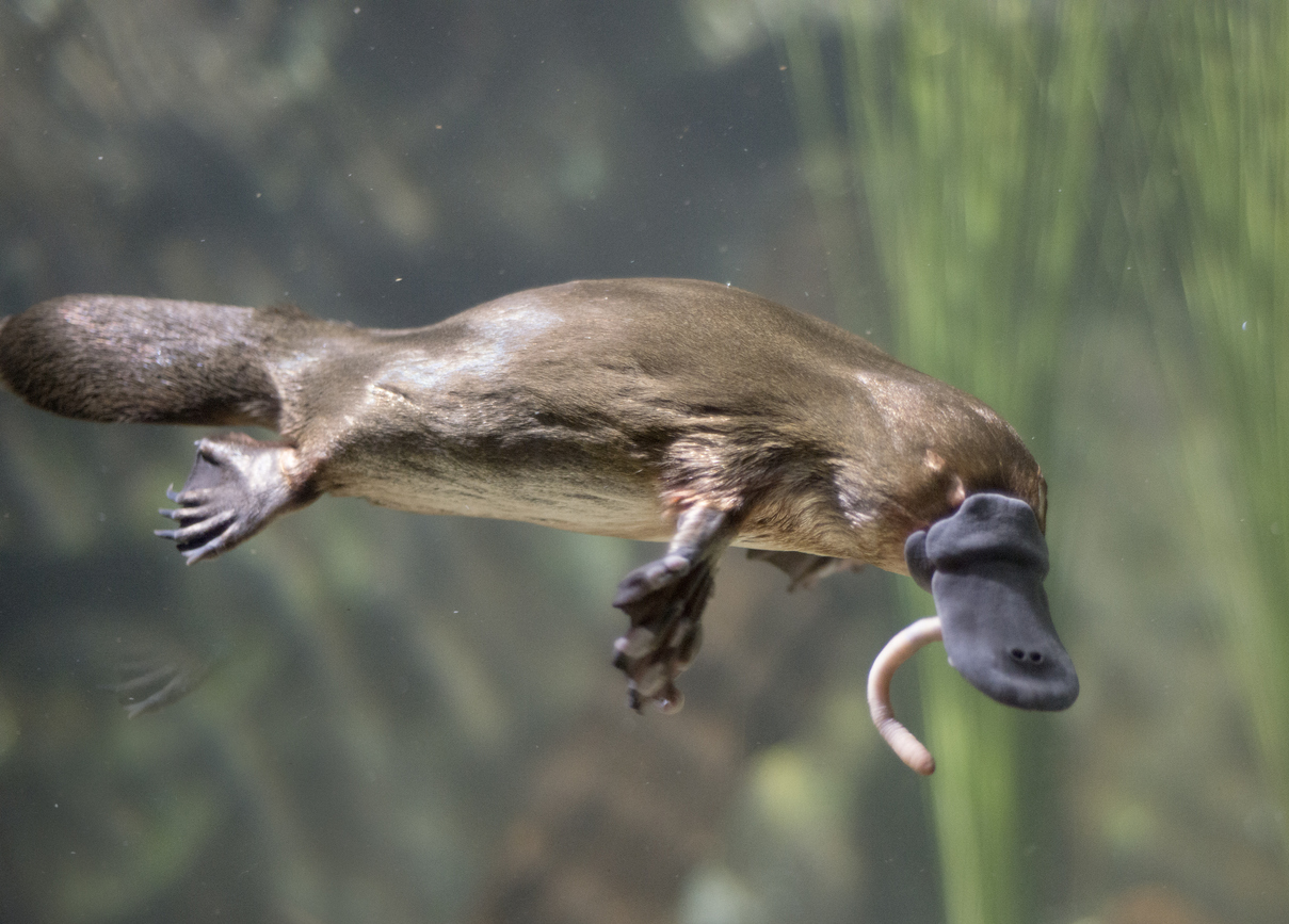 a platypus hunting a worm