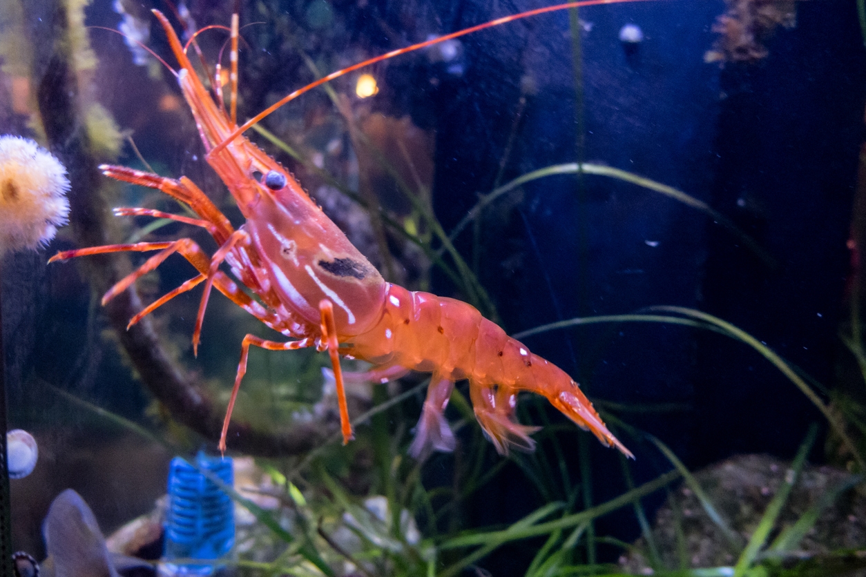 a red shrimp in a tank
