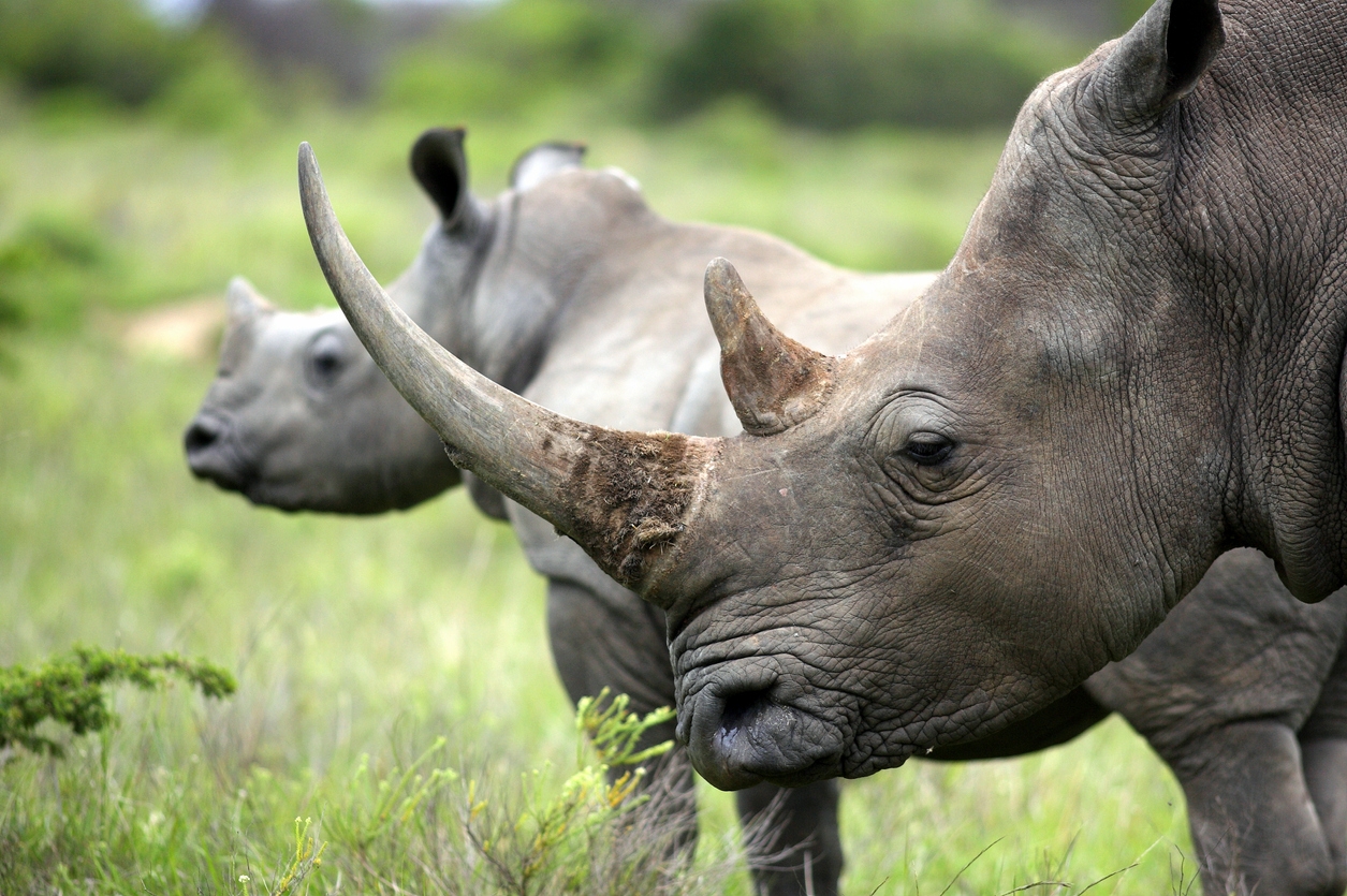 a rhinoceros with calf