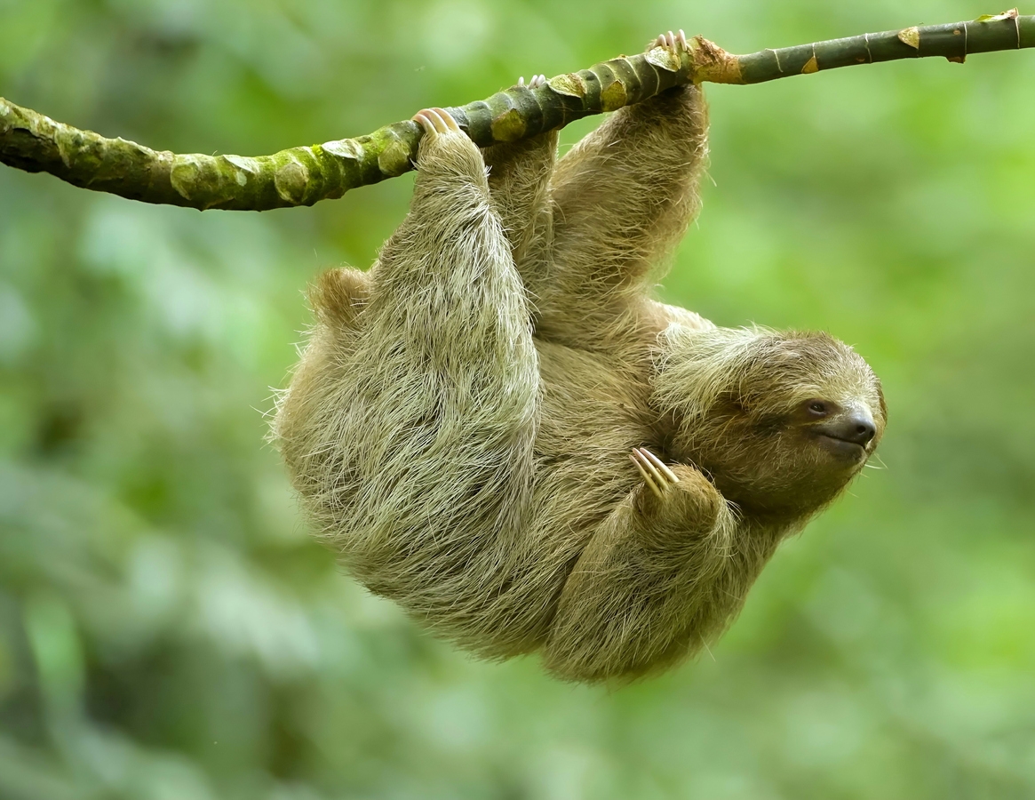 a three-toed sloth hanging from a tree branch