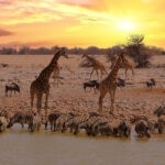 animals drinking from the waterhole in Etosha National Park