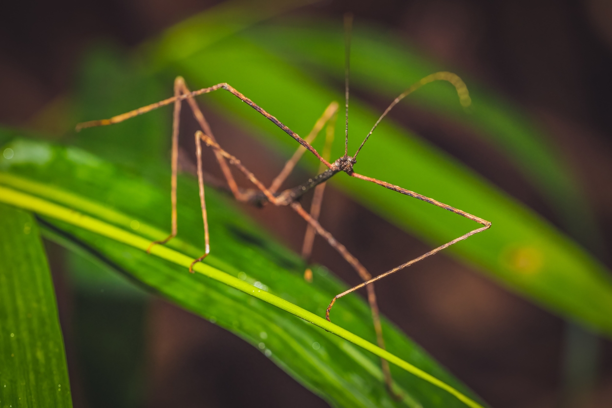 closeup of a stick insect