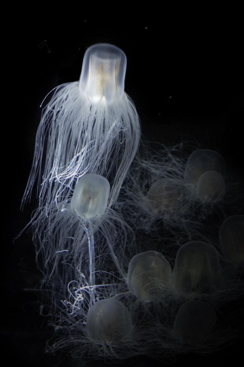 sea wasp - the immortal jellyfish