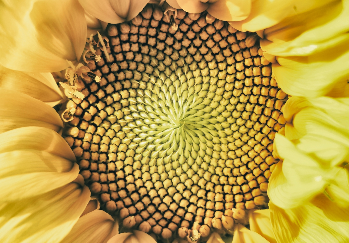 the golden ratio in a sunflower