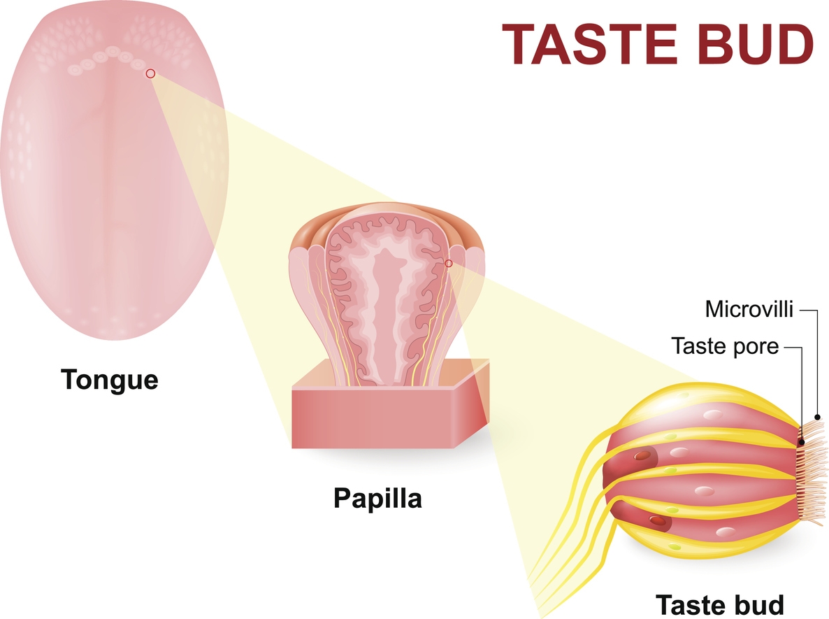 Anatomy of the tongue explained