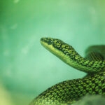 Sloseup of a Golden Tree Snake